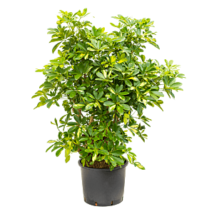 Schefflera arboricola 'Gold Capella'