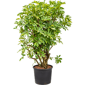 Schefflera arboricola 'Gold Capella'