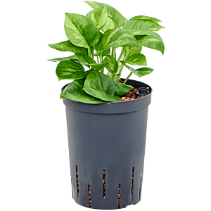 Scindapsus (Epipremnum) 'Global Green