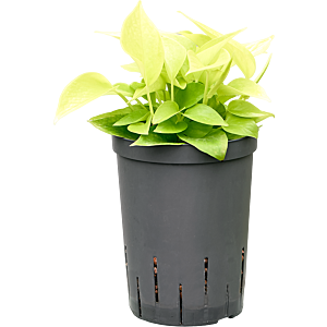 Scindapsus (Epipremnum) 'Golden pothos'