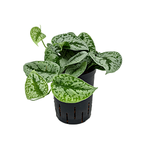 Scindapsus pictus 'Trebie'