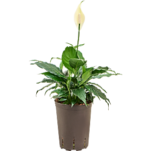 Spathiphyllum 'Hybriden'