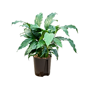 Spathiphyllum 'Hybriden'