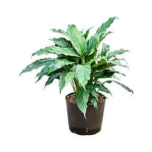 Spathiphyllum 'Hybriden'