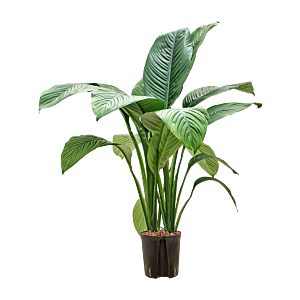 Spathiphyllum 'Sensation'