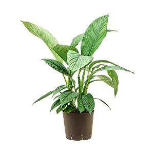 Spathiphyllum 'Sensation'