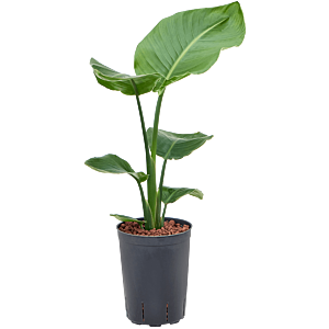 Strelitzia nicolai