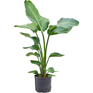 Strelitzia nicolai