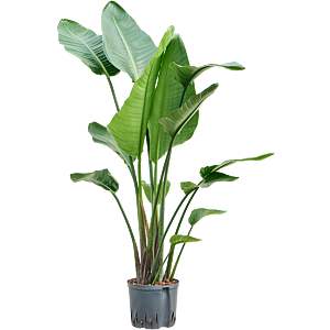 Strelitzia nicolai