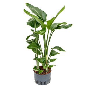Strelitzia nicolai