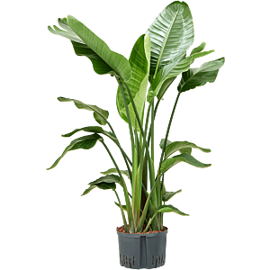 Strelitzia nicolai