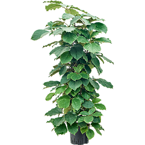 Tetrastigma voinierianum