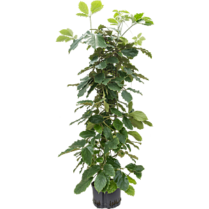 Tetrastigma voinierianum