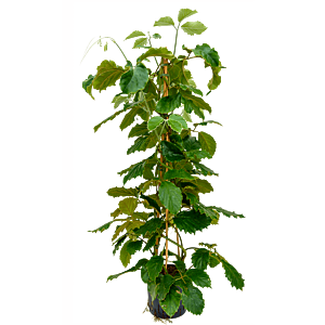 Tetrastigma voinierianum