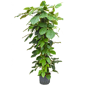Tetrastigma voinierianum