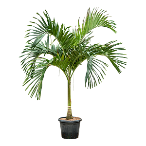 Veitchia (Adonidia) merrillii