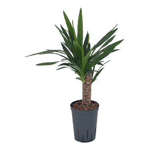 Yucca elephantipes