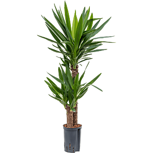 Yucca elephantipes