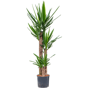 Yucca elephantipes