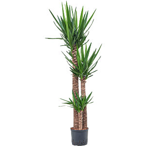 Yucca elephantipes