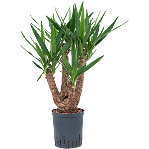 Yucca elephantipes