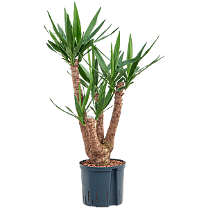 Yucca elephantipes