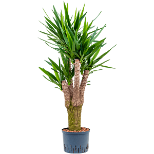 Yucca elephantipes