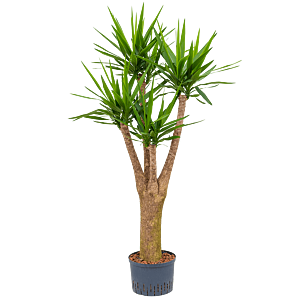 Yucca elephantipes