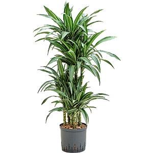 Dracaena kantoorplant interieurbeplanting