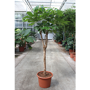 Schefflera actinophylla 'Amate’
