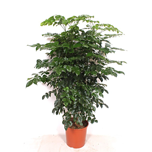 Radermachera hainanensis