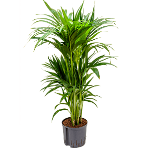 Kentia
