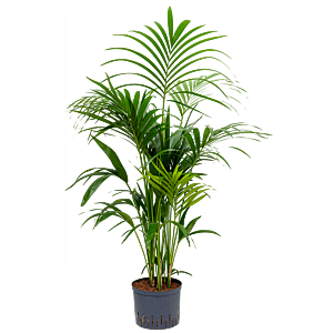 Kentia