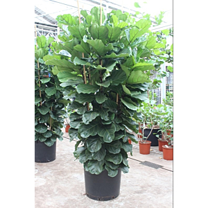 Ficus Lyrata