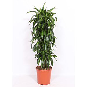Dracaena Hawaiian Sunshine