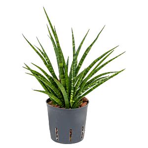 Sansevieria kirkii 'Fernwood'