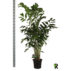 Caryota mitis