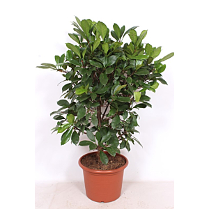 Ficus Cyathistipula