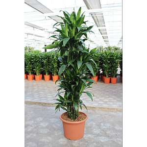 Dracaena Janet Craig
