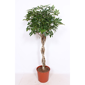 Schefflera arboricola 'Compacta'