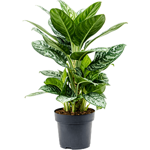 Aglaonema 'Amazon Silver'
