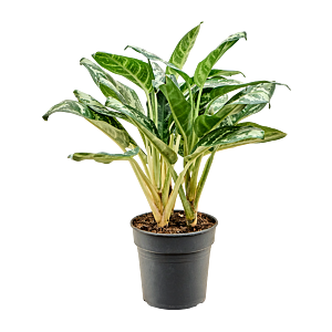 Aglaonema amazon silver, top 10 kantoorplanten