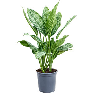 Aglaonema chantal, kantoorplanten top 10 