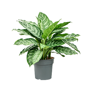 Aglaonema chantal, top 10  kantoorplanten