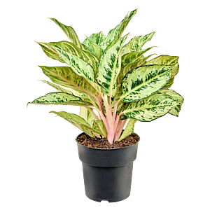 Aglaonema chartreuse pretty, kantoorplanten top 10