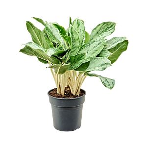 Aglaonema 'Horizon'