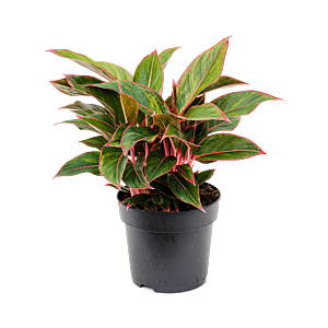 Aglaonema jungle red, top 10 kantoorplanten 