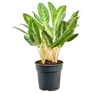 Aglaonema 'Key Lime'