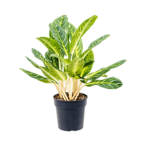 Aglaonema key lime, plant voor de werkplek