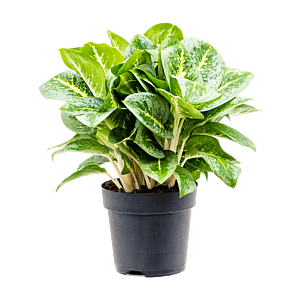 Aglaonema lemon mint, mooie kantoorplant